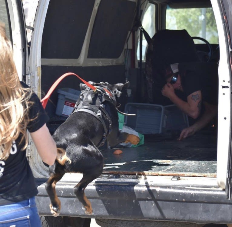 Wüstenhaus Samson, a Rottweiler tested with EmbarkVet.com