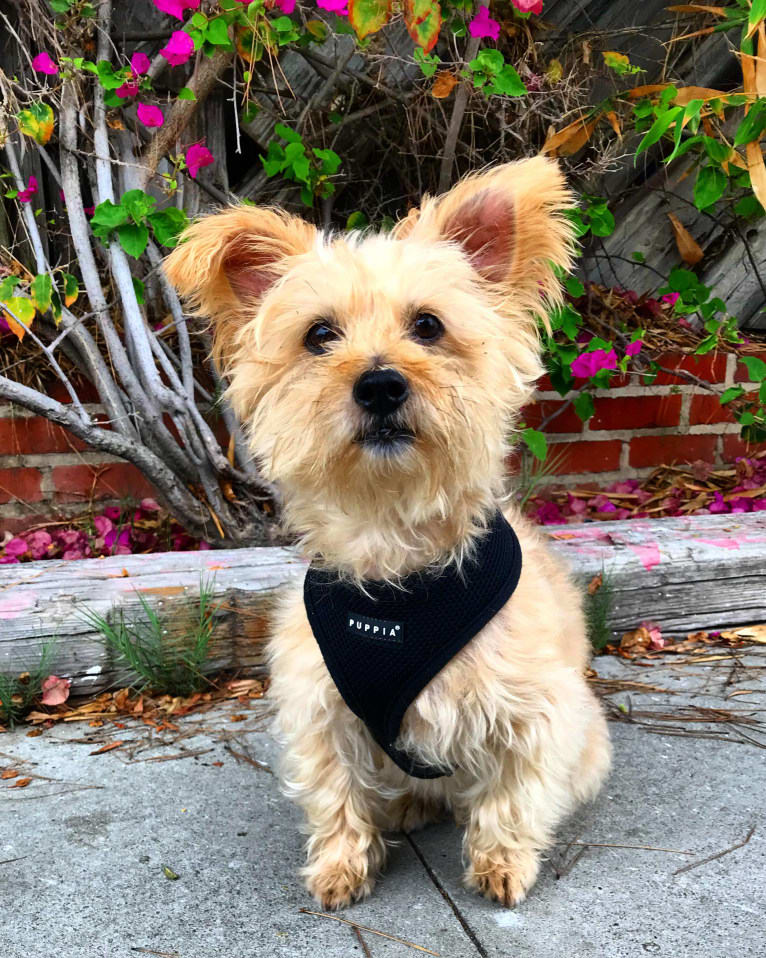 Buster, a Yorkshire Terrier and Coton de Tulear mix tested with EmbarkVet.com