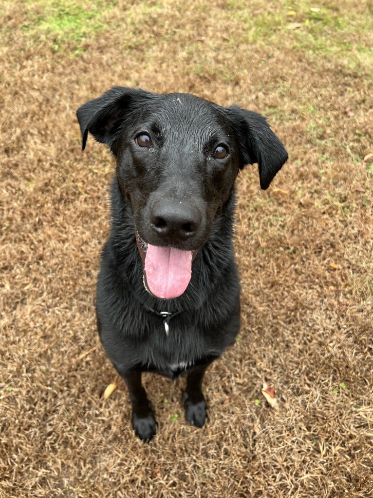 George, a Labrador Retriever and Belgian Malinois mix tested with EmbarkVet.com