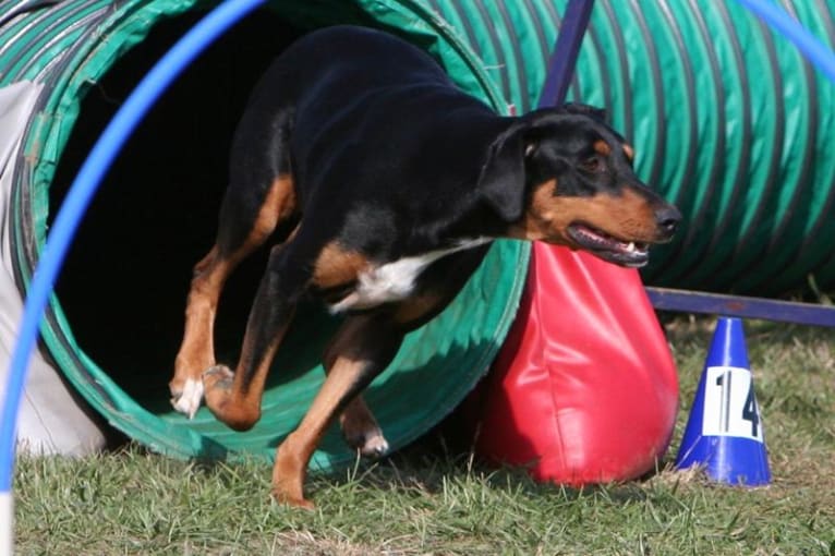 Jinx, a Doberman Pinscher and English Springer Spaniel mix tested with EmbarkVet.com