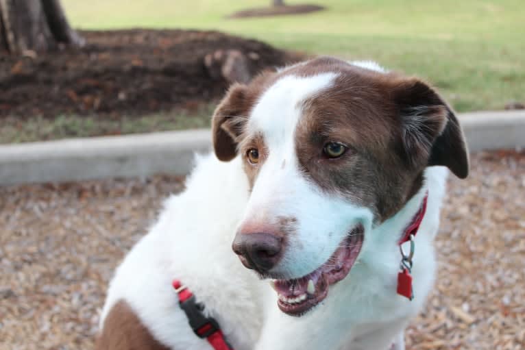 Titan, a Border Collie and Great Pyrenees mix tested with EmbarkVet.com