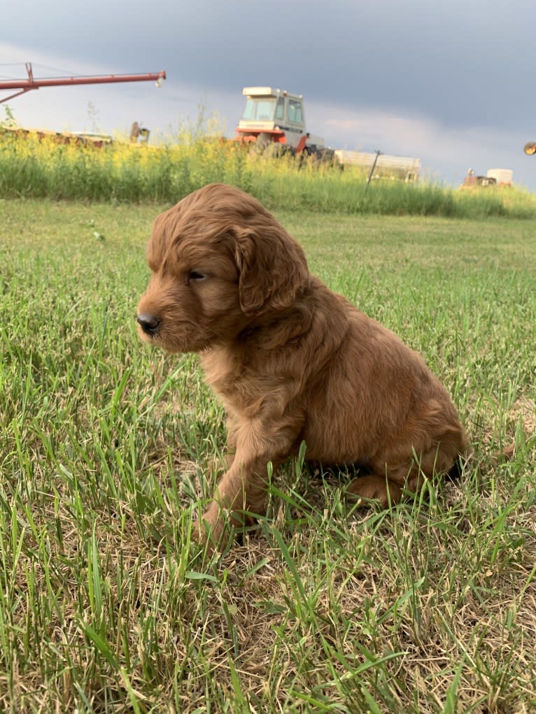 Gray Collar, a Goldendoodle tested with EmbarkVet.com