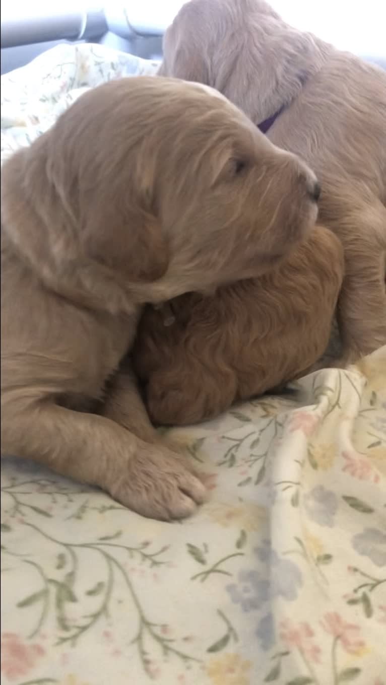 Snow (Mabel), a Goldendoodle tested with EmbarkVet.com