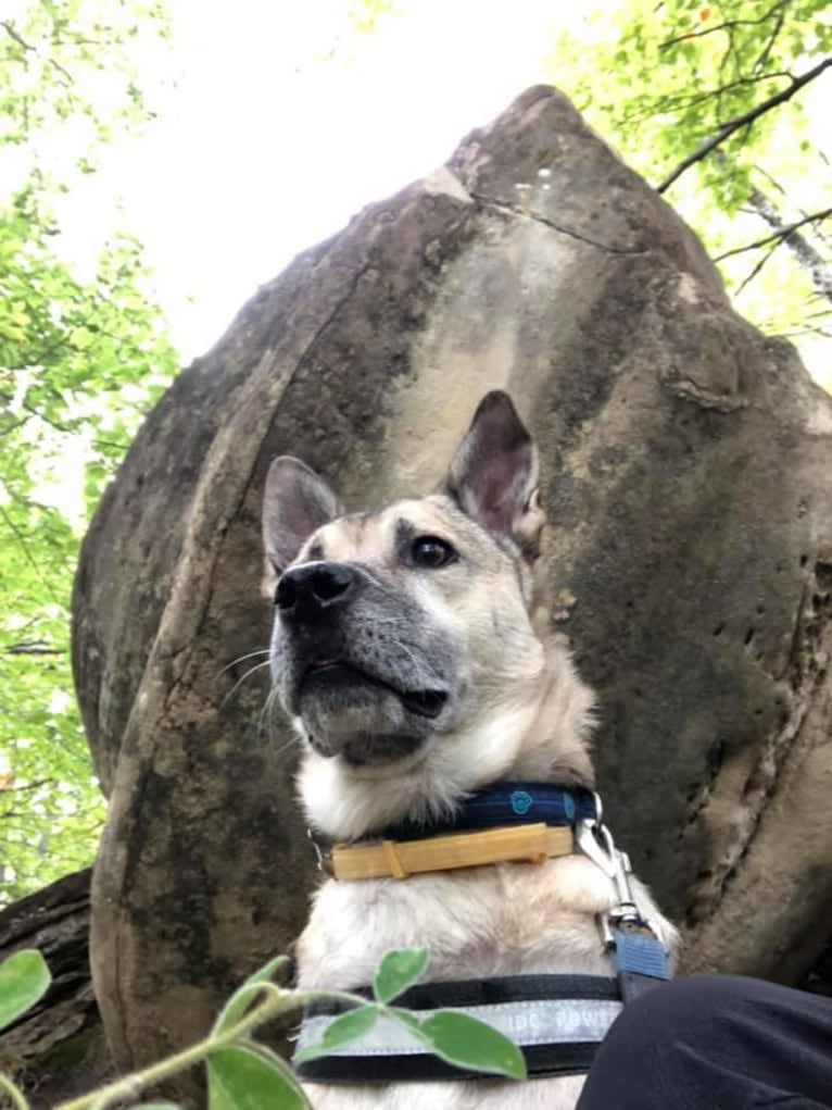 Iepurila, an Eastern European Village Dog and Siberian Husky mix tested with EmbarkVet.com