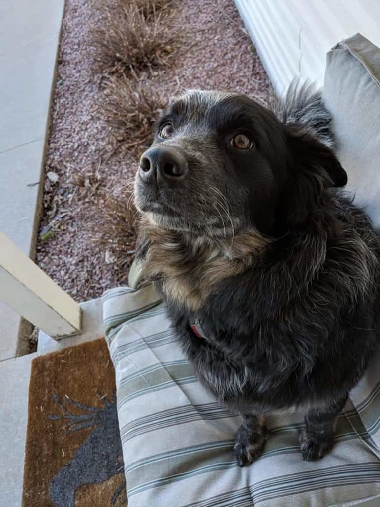 Odin 'stinky butt' Mussatti, an Australian Cattle Dog tested with EmbarkVet.com