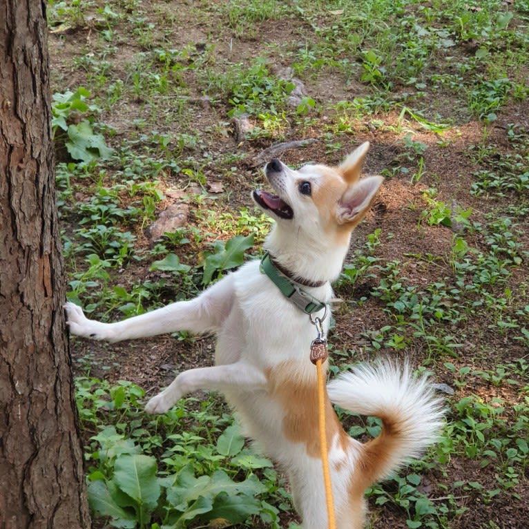 JeriJeree, a Japanese or Korean Village Dog tested with EmbarkVet.com