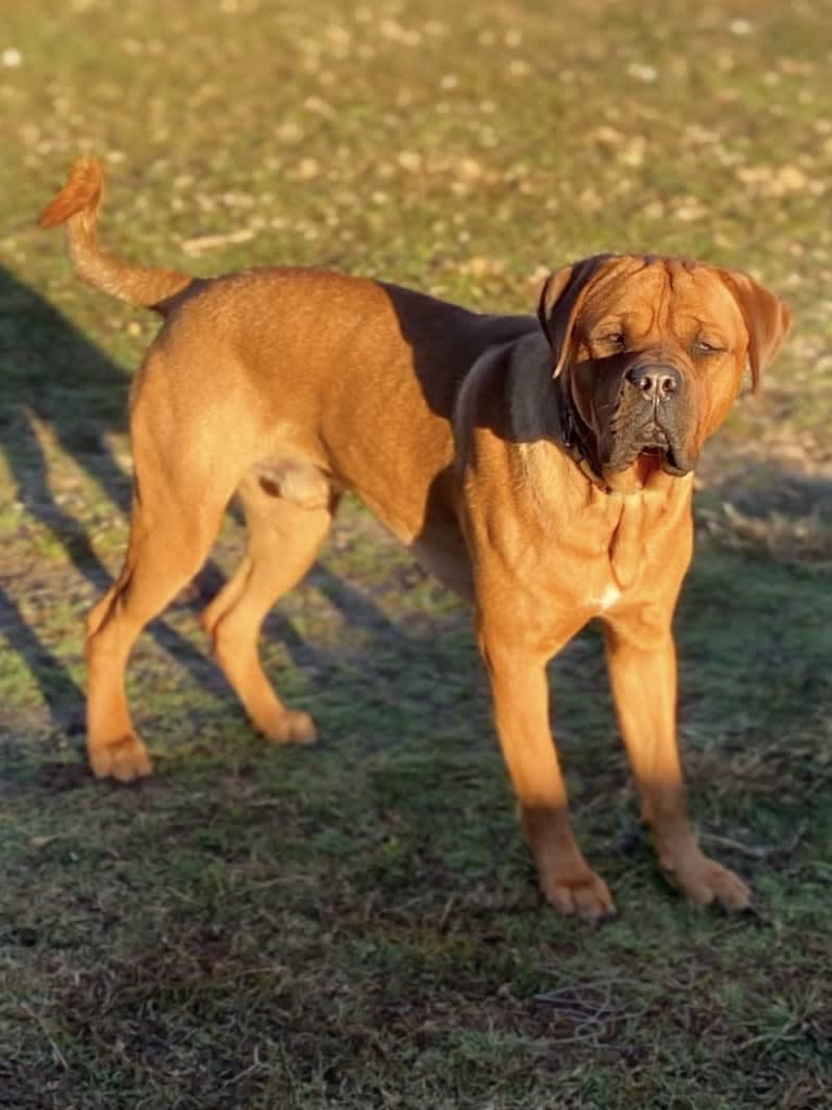 Roscoe, a Dogue de Bordeaux and Rottweiler mix tested with EmbarkVet.com