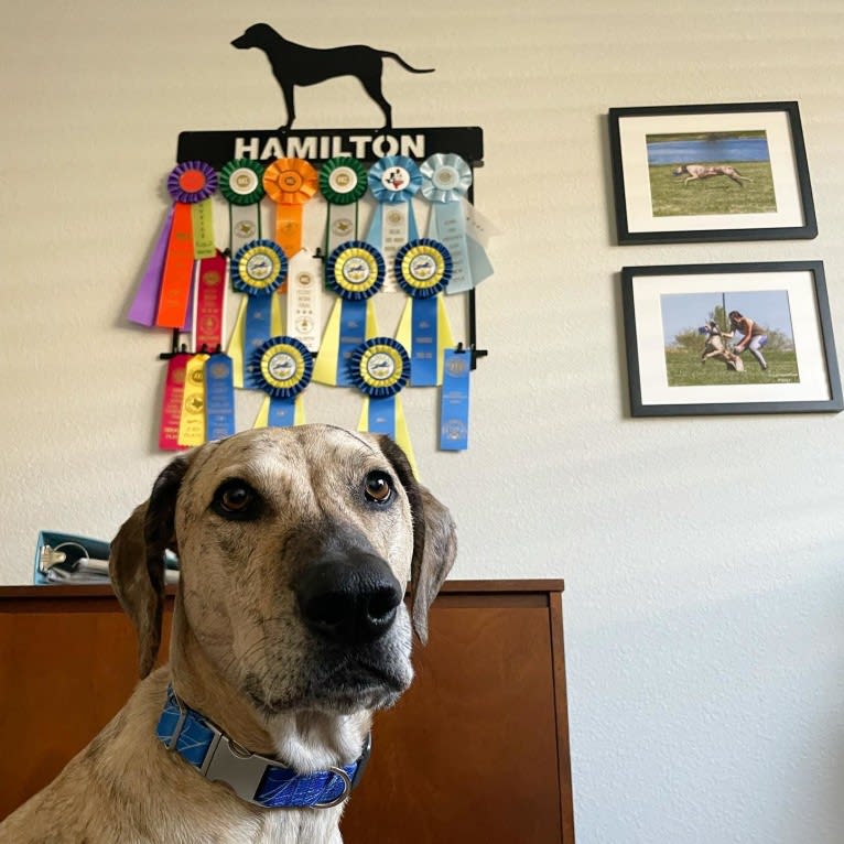Hamilton, a Catahoula Leopard Dog and Treeing Walker Coonhound mix tested with EmbarkVet.com