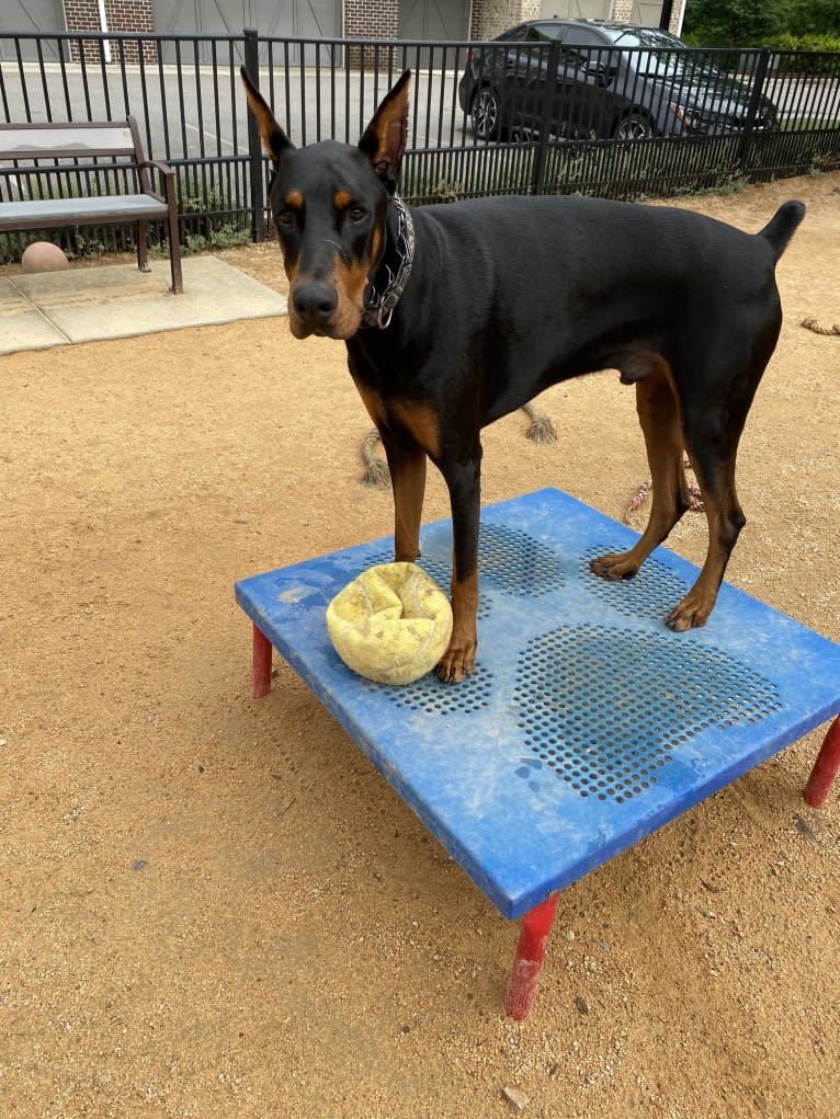 Kane, a Doberman Pinscher tested with EmbarkVet.com
