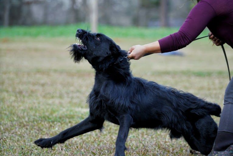 Vaatu, a Black Russian Terrier and Belgian Malinois mix tested with EmbarkVet.com