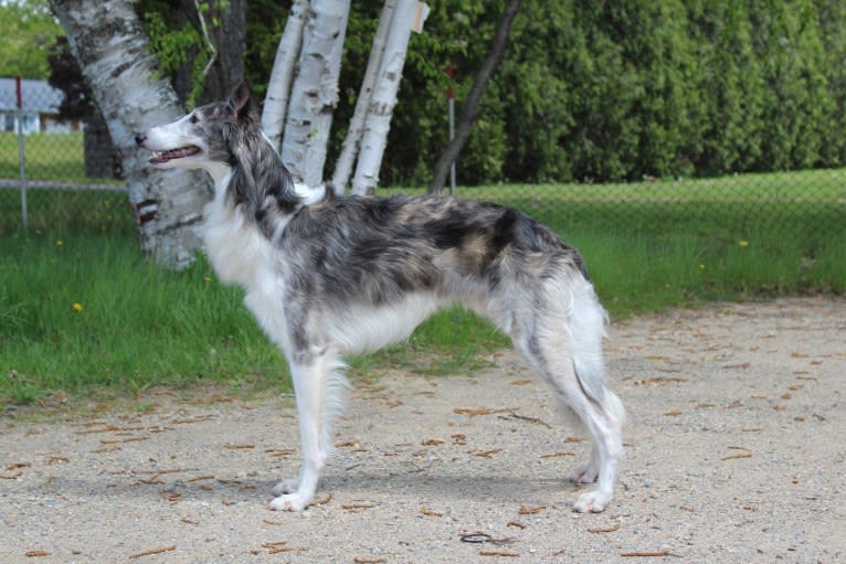 Twig, a Silken Windhound tested with EmbarkVet.com