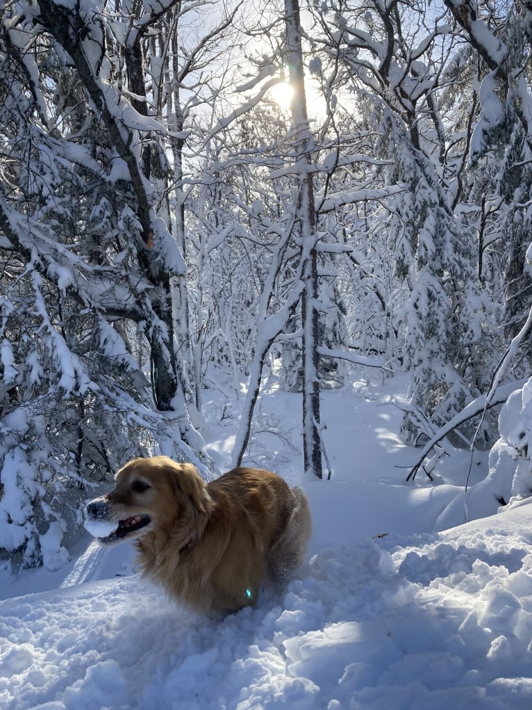 Timber “Gross Manor’s I’ll Be The One You Won’t Forget”, a Golden Retriever tested with EmbarkVet.com