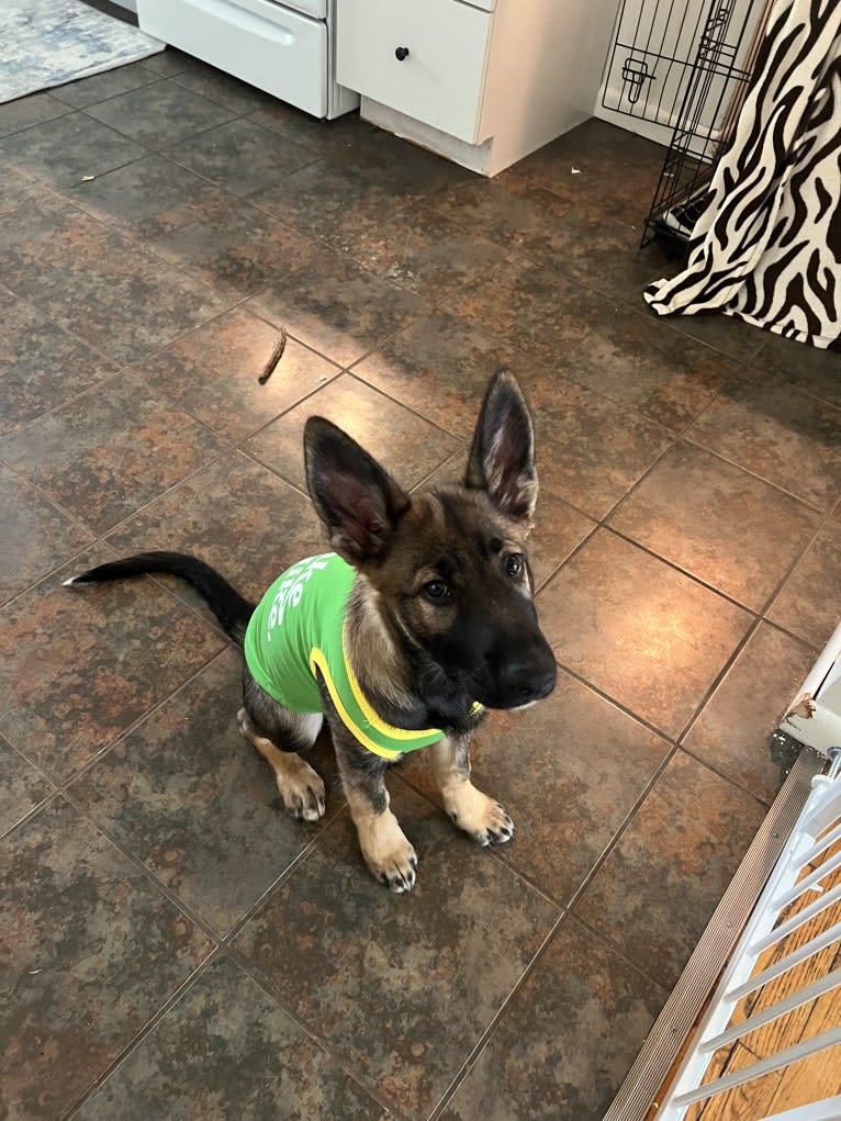 Manfred Von Rexroad, a German Shepherd Dog and American Pit Bull Terrier mix tested with EmbarkVet.com
