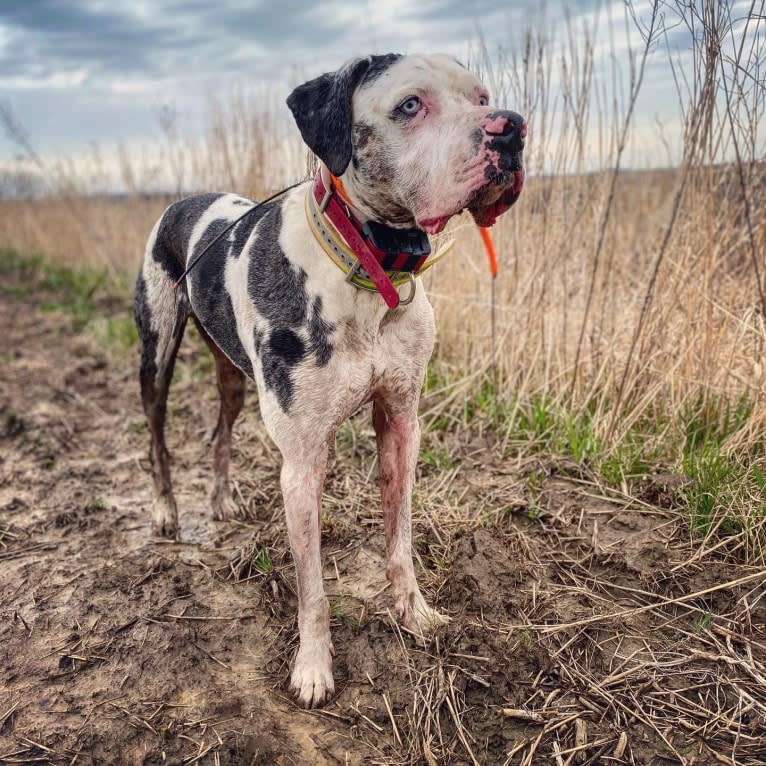 Beau, a Catahoula Leopard Dog tested with EmbarkVet.com