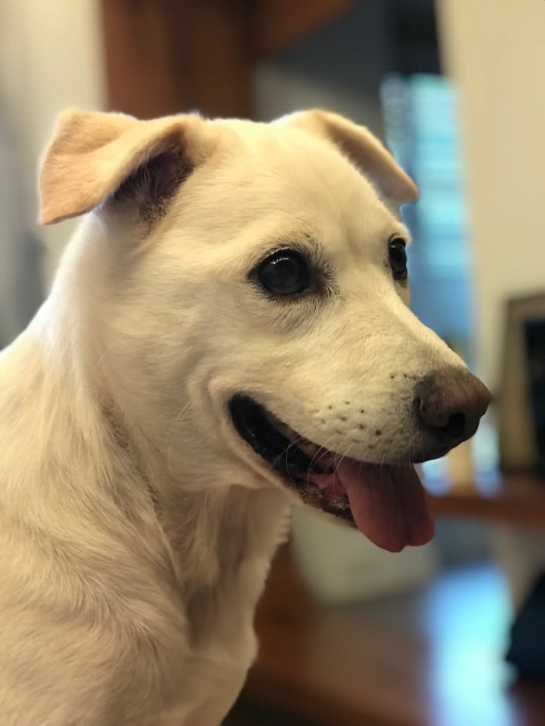 Casper, a Formosan Mountain Dog tested with EmbarkVet.com