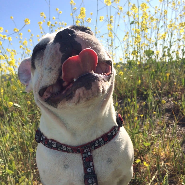 Andre, a French Bulldog tested with EmbarkVet.com