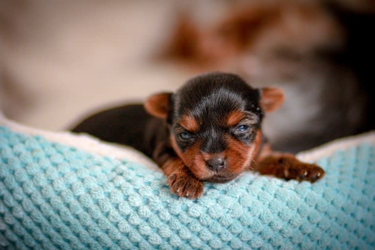 Rosie, a Yorkshire Terrier tested with EmbarkVet.com