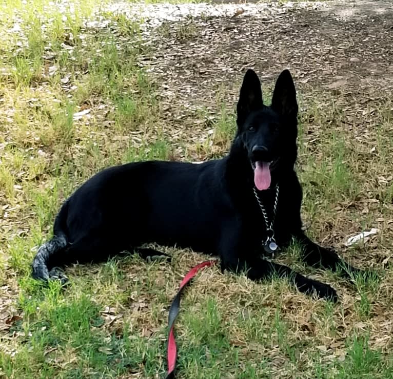 Ruby, a German Shepherd Dog tested with EmbarkVet.com