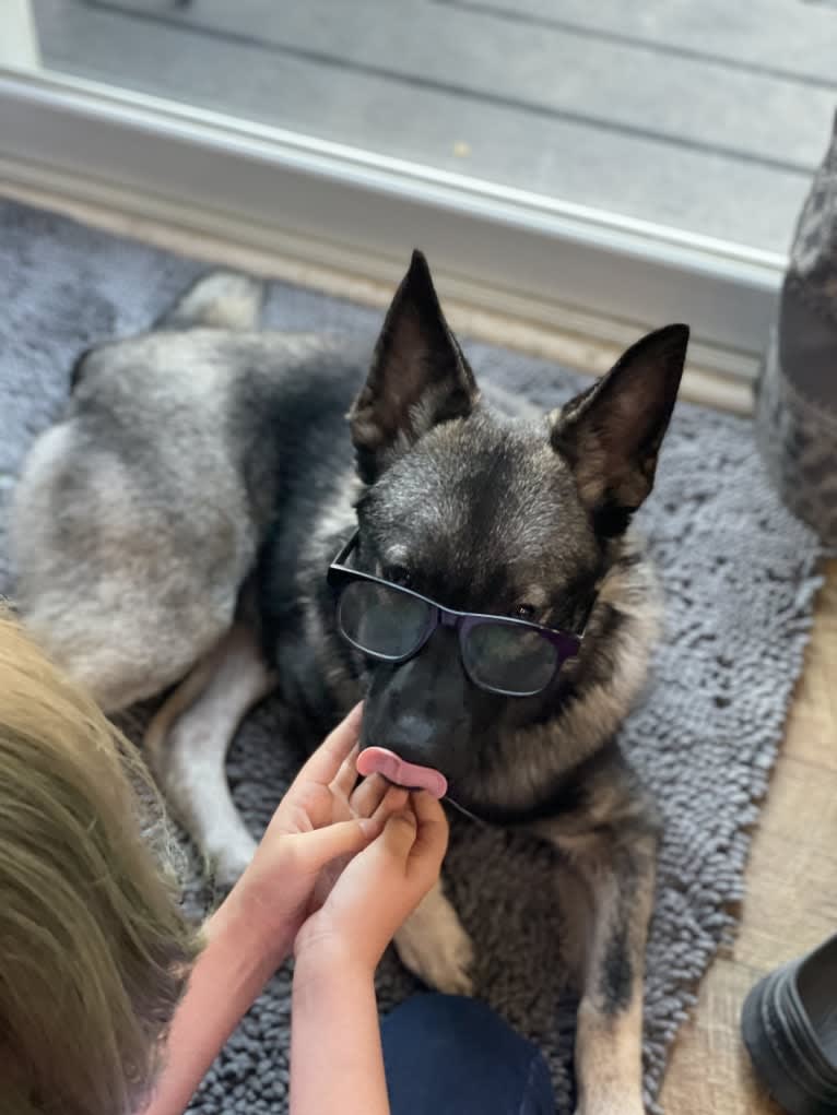Brutus, a Norwegian Elkhound tested with EmbarkVet.com