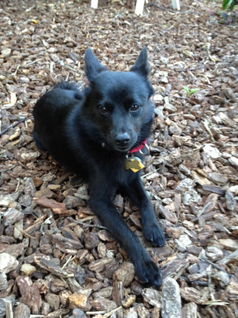 Renard, a Pomeranian and Russell-type Terrier mix tested with EmbarkVet.com