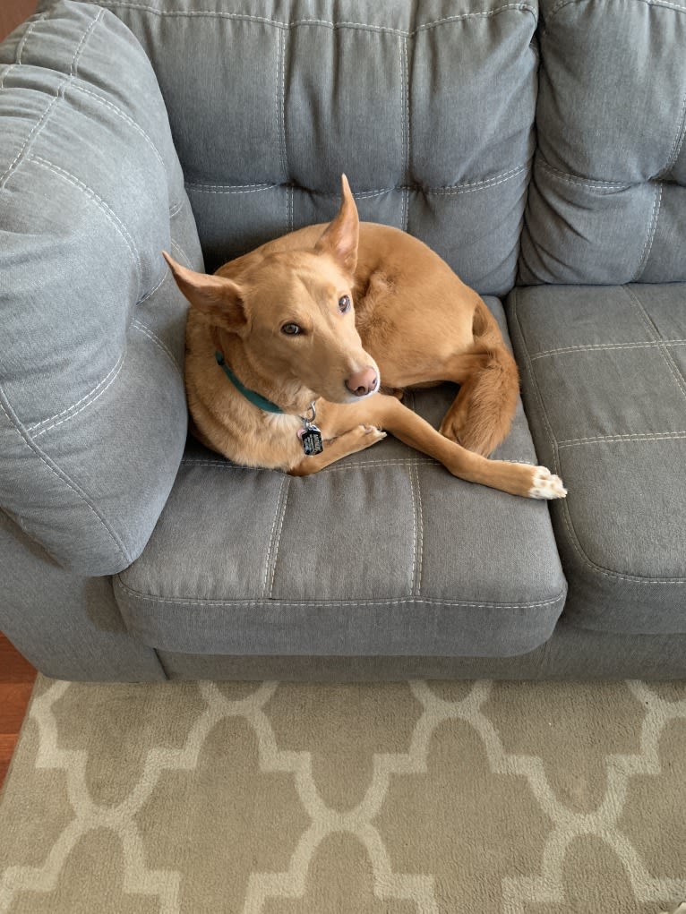 Arthur, a Collie and Labrador Retriever mix tested with EmbarkVet.com