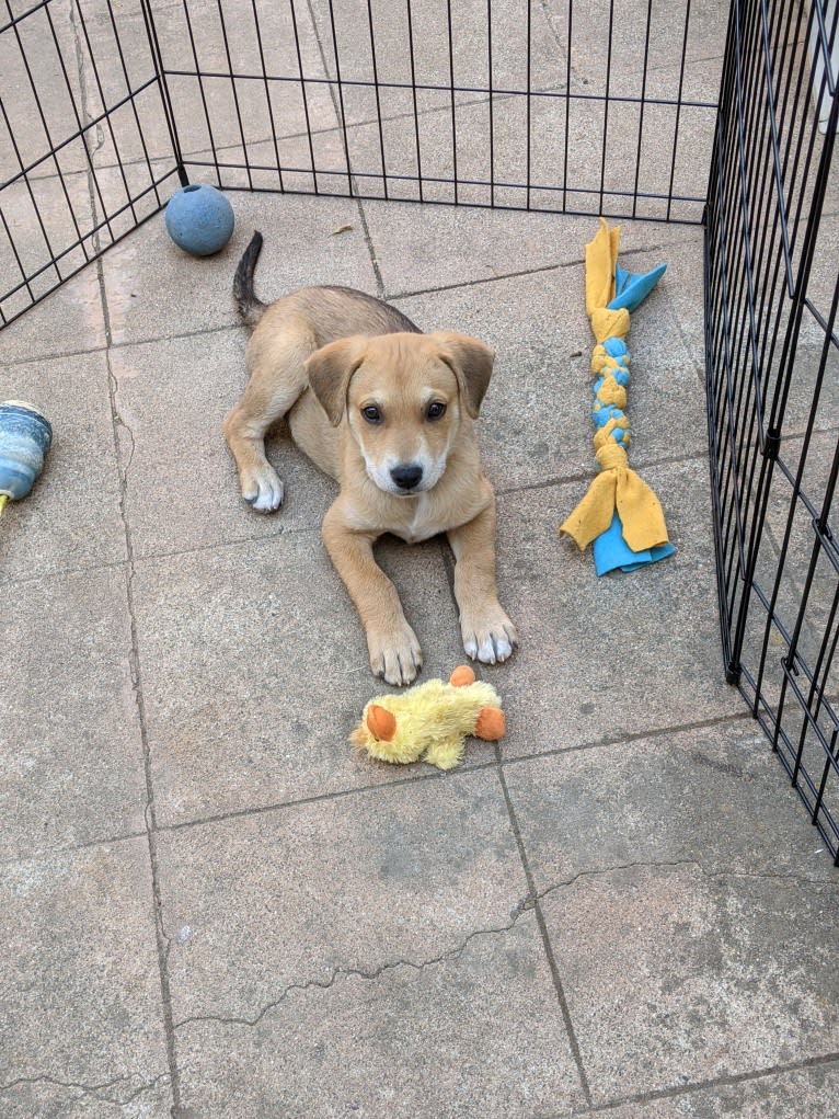 Benji, a Siberian Husky and American Bully mix tested with EmbarkVet.com