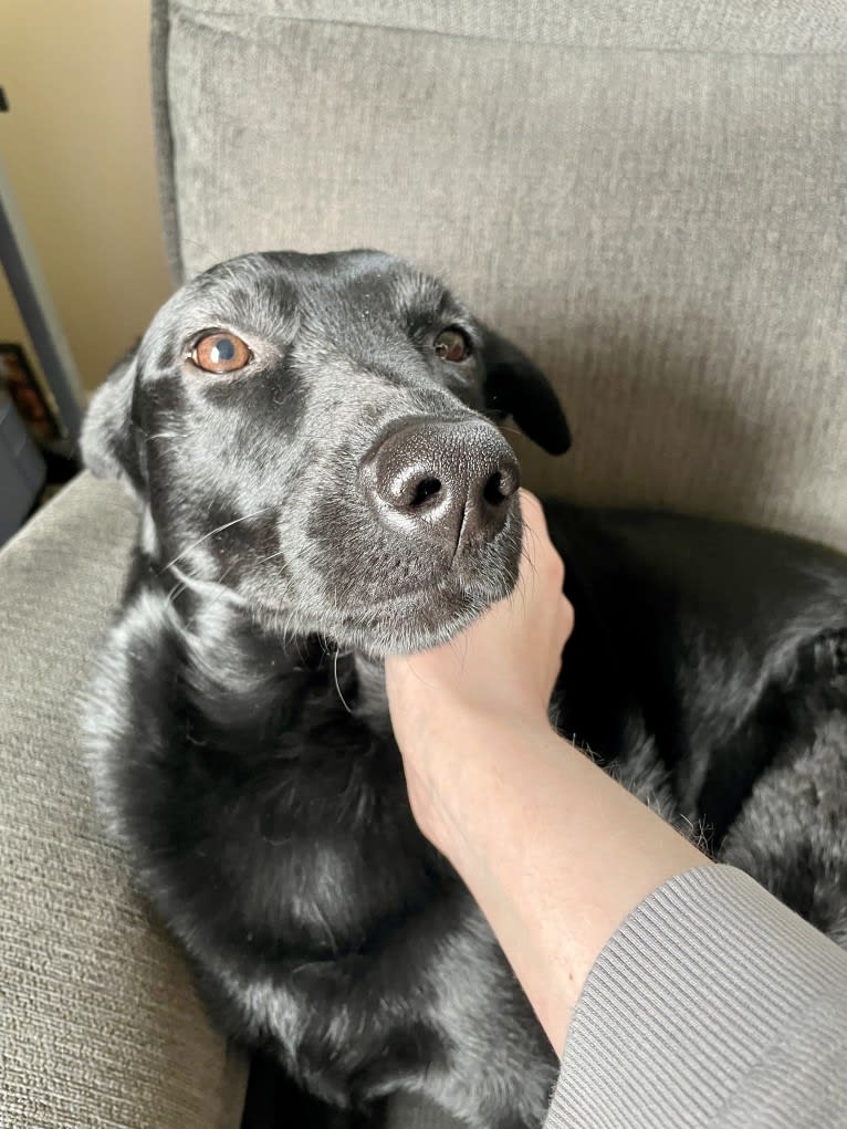 Roxie, a Labrador Retriever and German Shepherd Dog mix tested with EmbarkVet.com