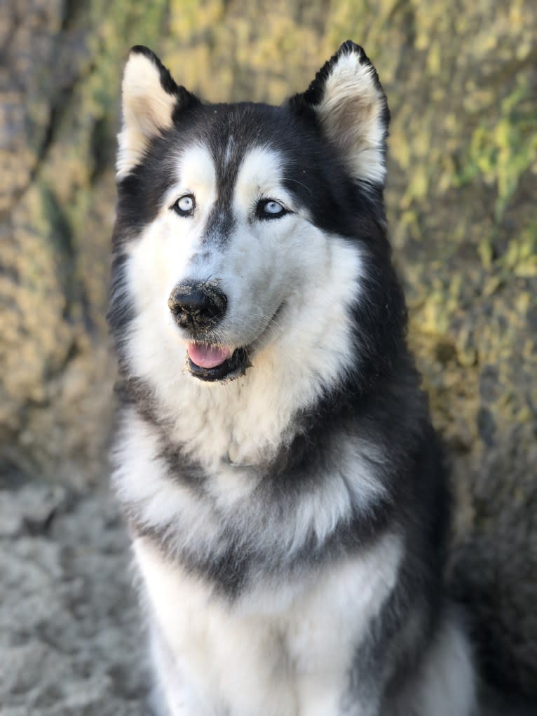 Zeke, a Siberian Husky (8.3% unresolved) tested with EmbarkVet.com