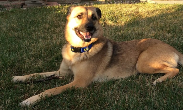 Sansa, a German Shepherd Dog and Labrador Retriever mix tested with EmbarkVet.com