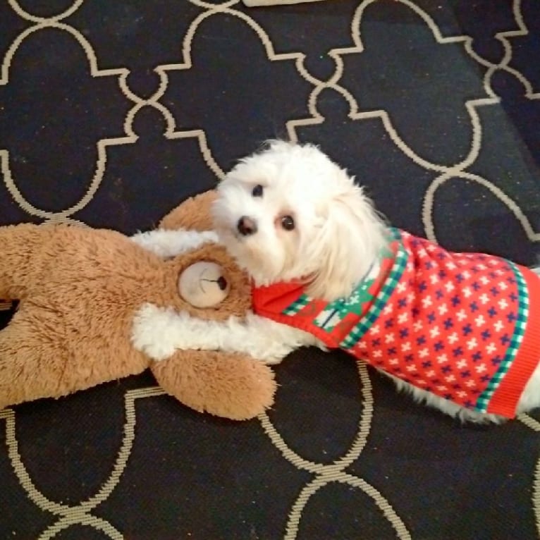 Maggie, a Maltese and Poodle (Small) mix tested with EmbarkVet.com