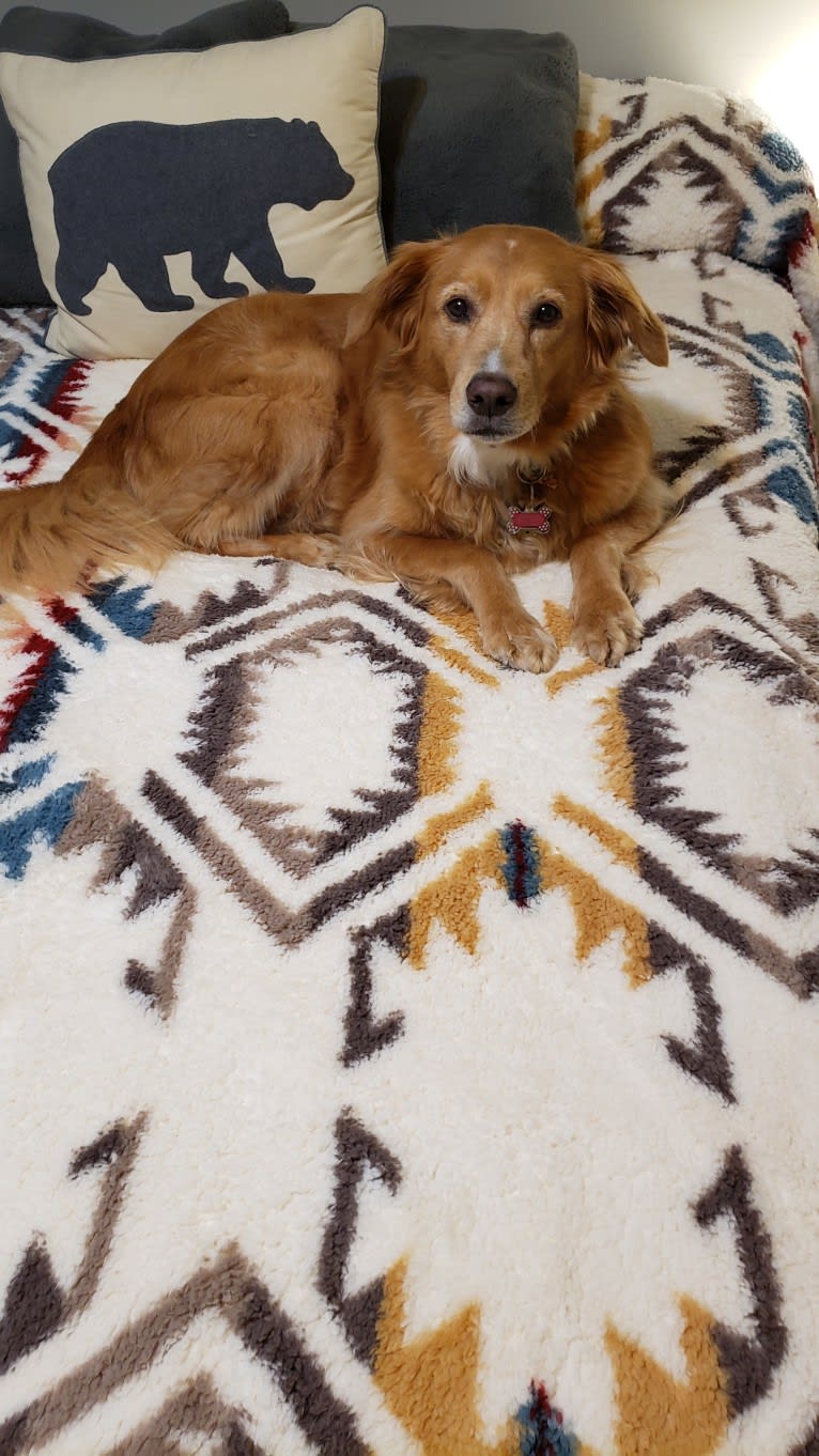 Roxy, a Chow Chow and American Pit Bull Terrier mix tested with EmbarkVet.com