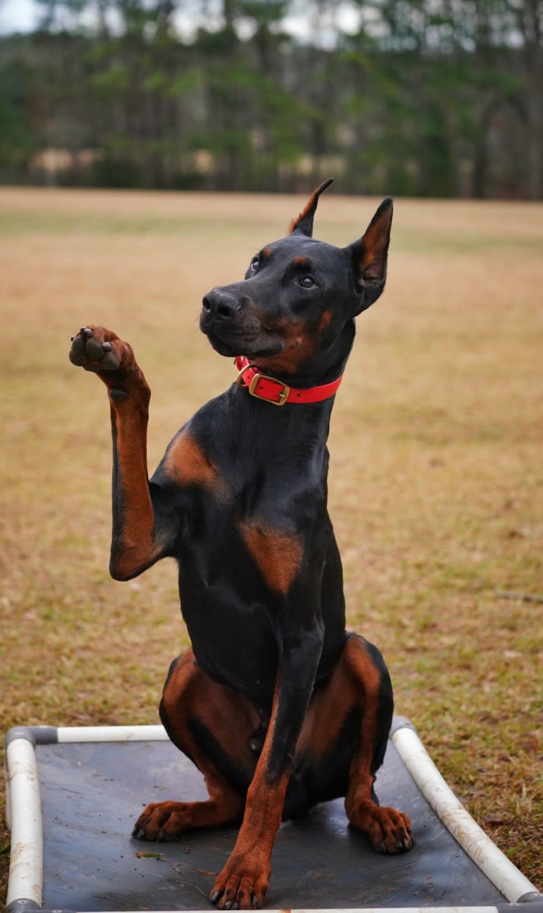 Duke, a Doberman Pinscher tested with EmbarkVet.com