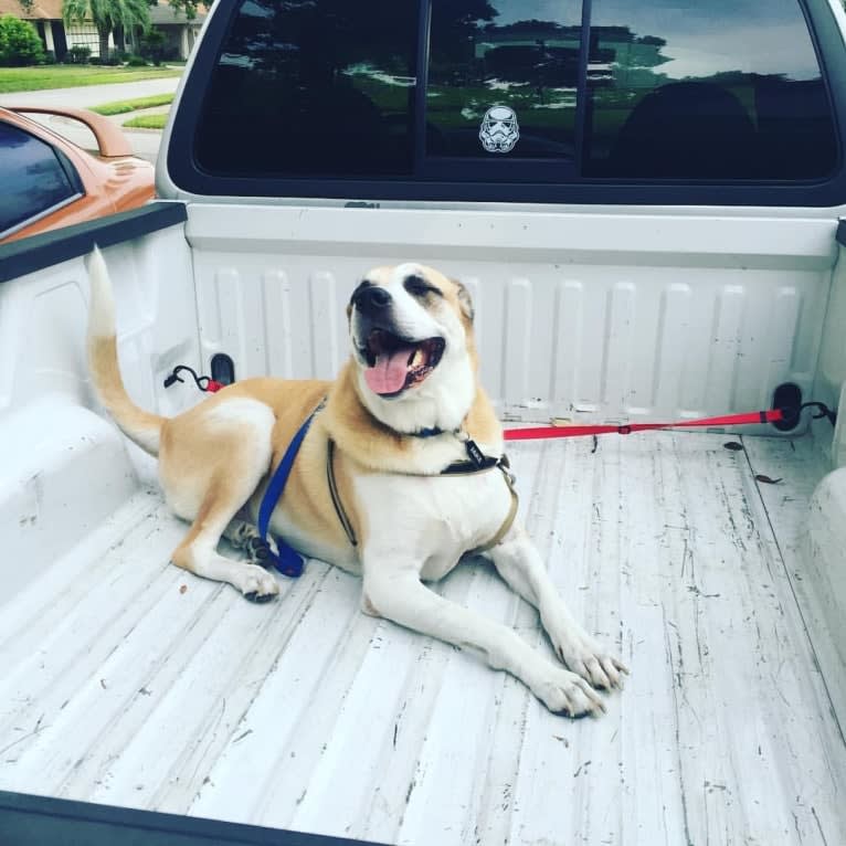 Jake, a Great Pyrenees and American Staffordshire Terrier mix tested with EmbarkVet.com