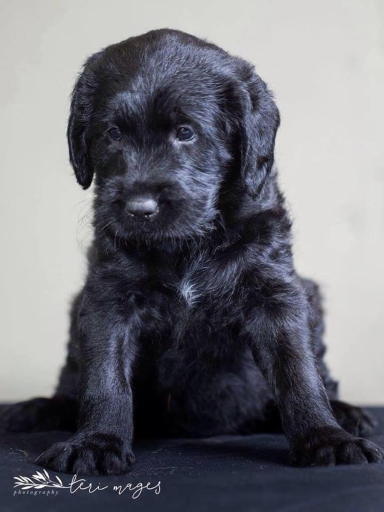 Bryson, a Labrador Retriever and Poodle (Standard) mix tested with EmbarkVet.com