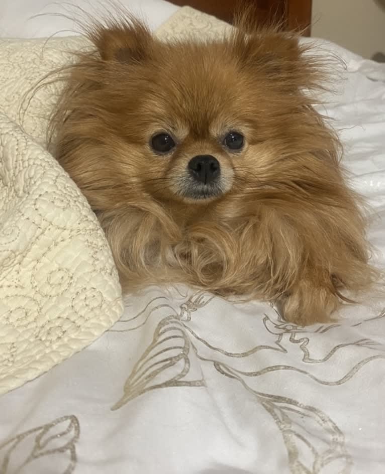 Diva, a Pomeranian tested with EmbarkVet.com