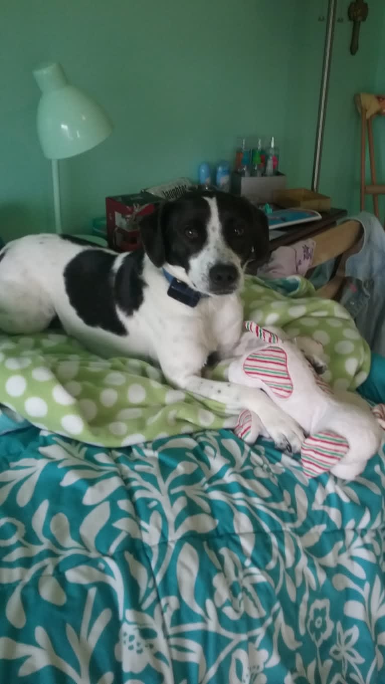 Jack, a Russell-type Terrier and Mountain Cur mix tested with EmbarkVet.com