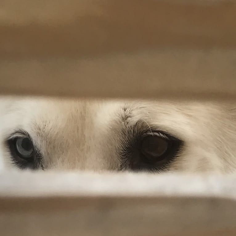 Nanuk, a Siberian Husky and German Shepherd Dog mix tested with EmbarkVet.com