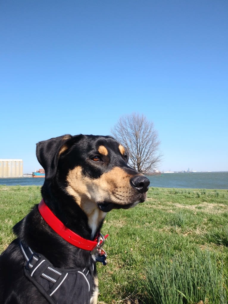 Jax, a Rottweiler and German Shepherd Dog mix tested with EmbarkVet.com