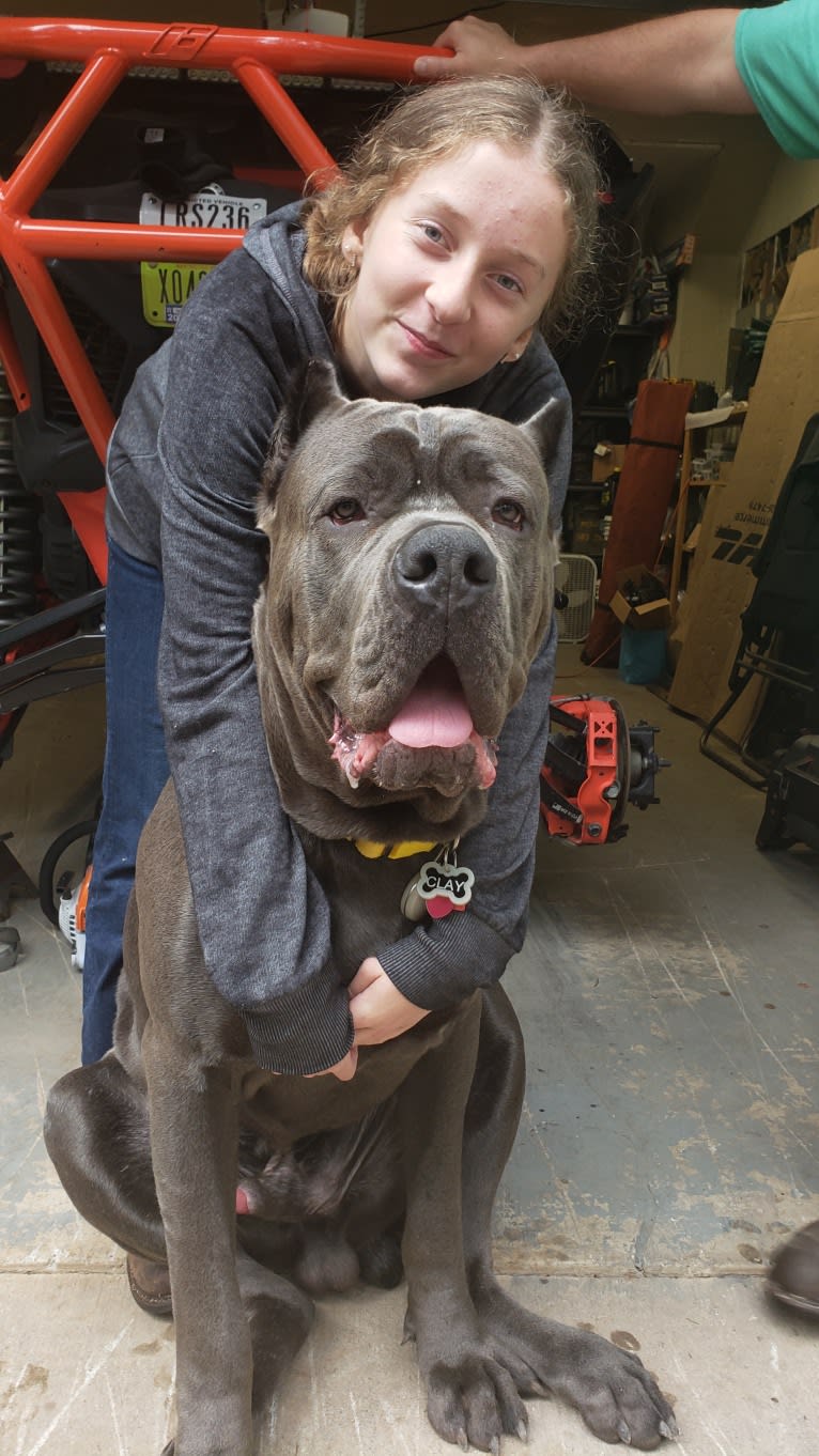 Clay, a Cane Corso and Boerboel mix tested with EmbarkVet.com