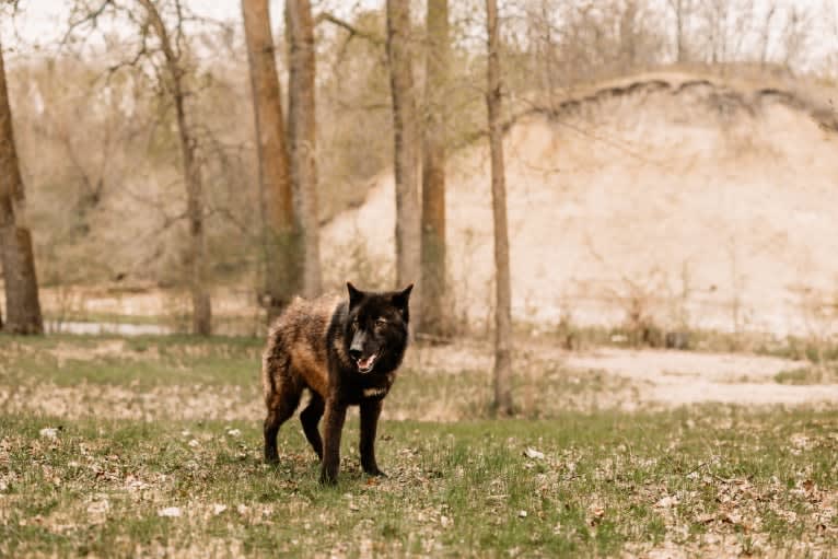 Rogue a dog tested with EmbarkVet.com
