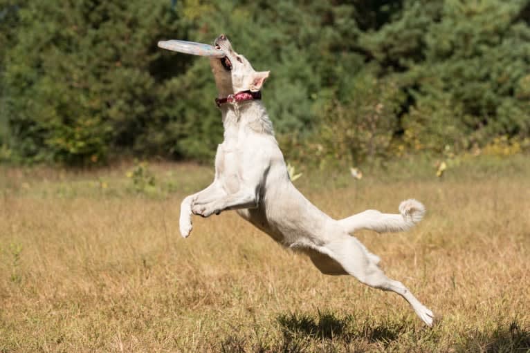 Kenaï, a German Shepherd Dog and Labrador Retriever mix tested with EmbarkVet.com