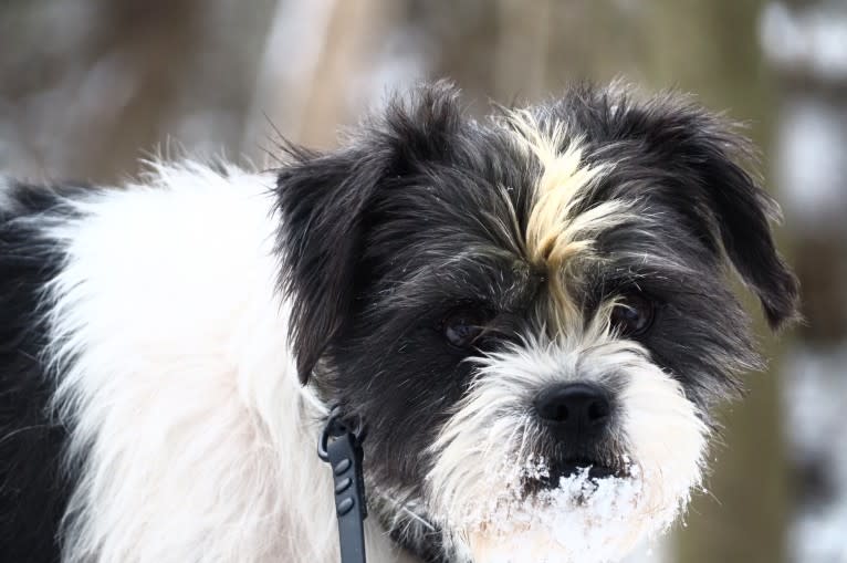 Lukas, a Shih Tzu and Chihuahua mix tested with EmbarkVet.com