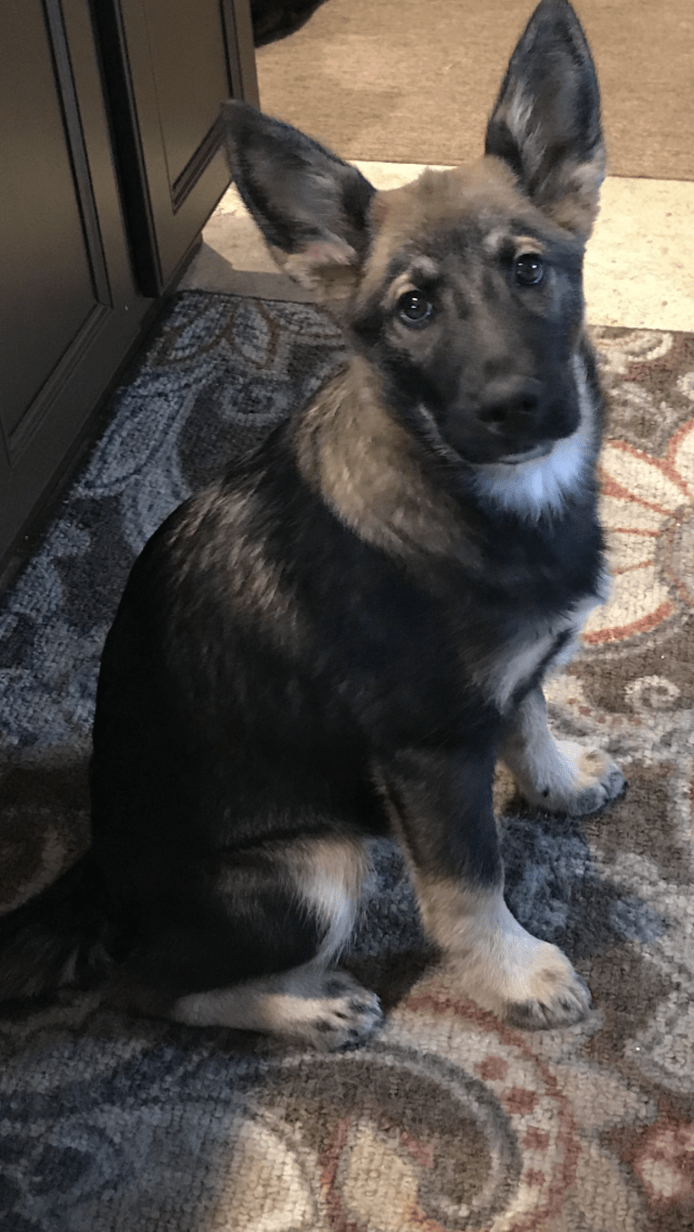 Echo, a German Shepherd Dog and Siberian Husky mix tested with EmbarkVet.com