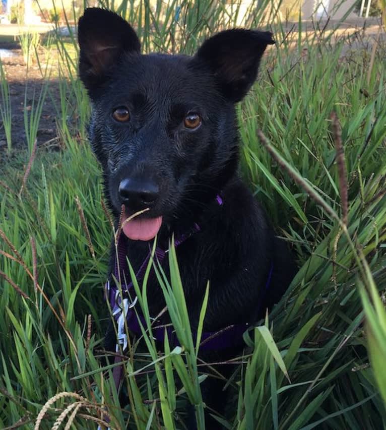 RoofyRoo, a Formosan Mountain Dog tested with EmbarkVet.com