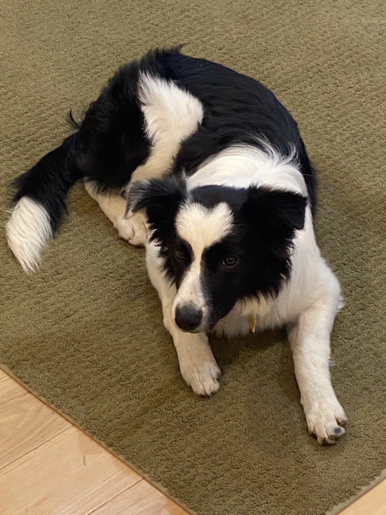 Yuki, a Border Collie tested with EmbarkVet.com