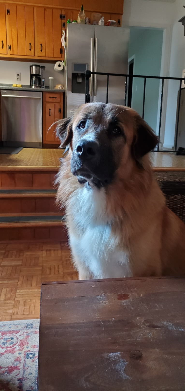 Max, a Karakachan and Anatolian Shepherd Dog mix tested with EmbarkVet.com