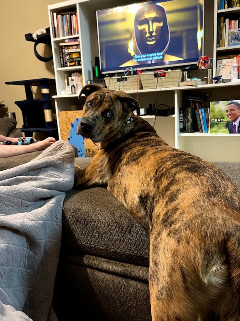 Dante, a Cane Corso and Australian Shepherd mix tested with EmbarkVet.com