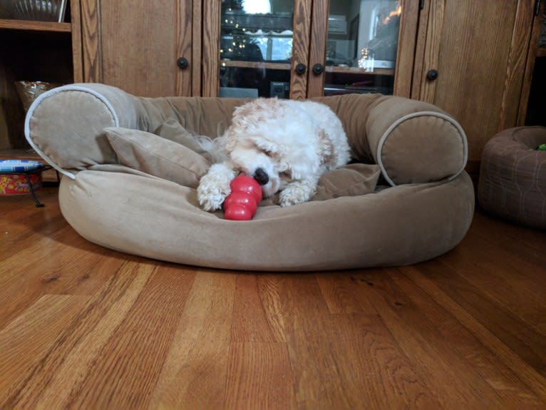 Molly, a Cavachon tested with EmbarkVet.com