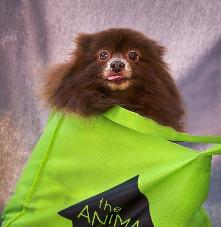 Brownie, a Pomeranian tested with EmbarkVet.com