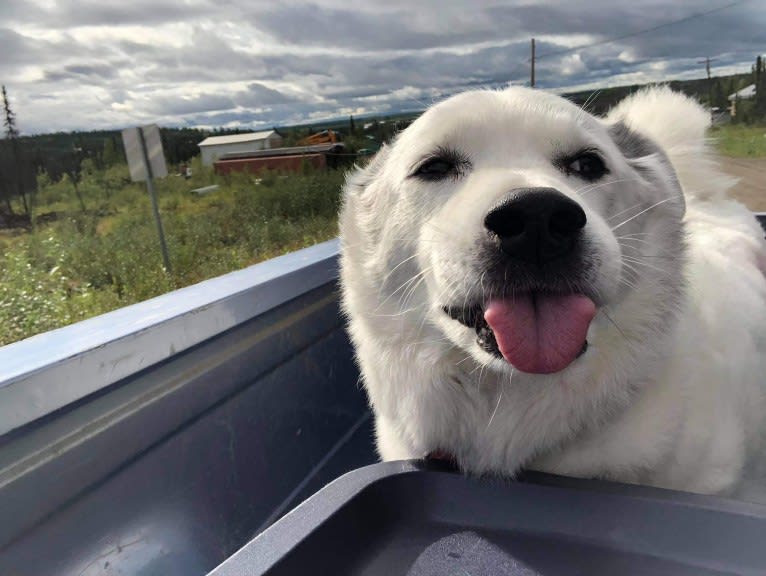 Buddy, an American Eskimo Dog and Norwegian Elkhound mix tested with EmbarkVet.com
